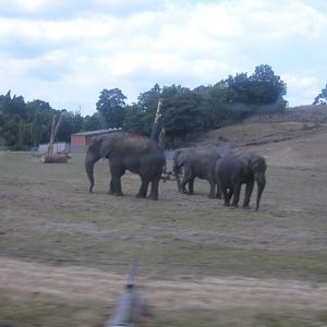 African Elephants