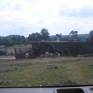 Burchells and Grevy's Zebras