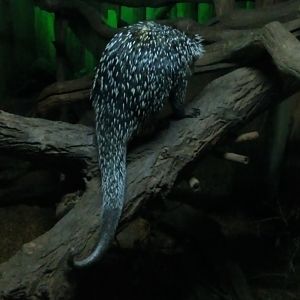 Prehensile-tailed Porcupine