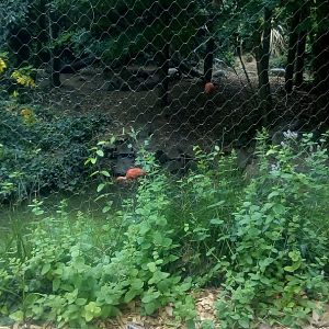 South America Aviary