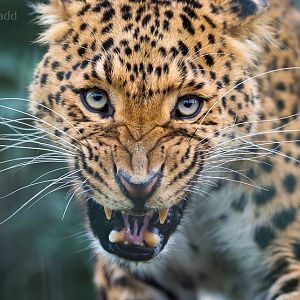 North Chinese leopard : WHF Big Cat Sanctuary : 04 May 2017