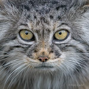 Pallas's cat : WHF Big Cat Sanctuary : 04 May 2017