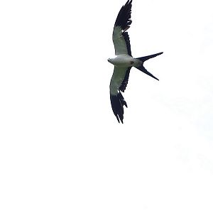 Swallow-tailed Kite