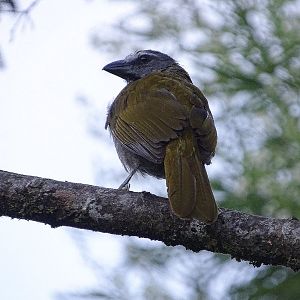 Buff-throated saltator