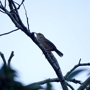 House Wren