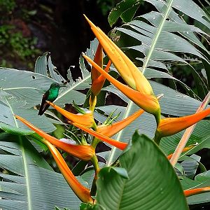 Stripe-tailed hummingbird