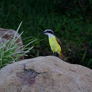 Great Kiskadee