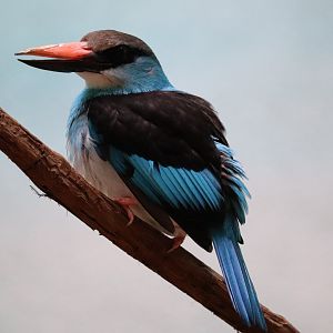 Mcneil Avian Center - Blue-Breasted Kingfisher