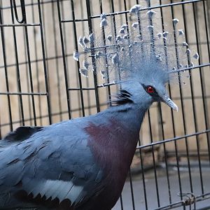 Mcneil Avian Center - Victoria Crowned Pigeon
