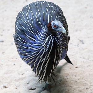 Mcneil Avian Center - Vulturine Guineafowl