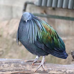 Mcneil Avian Center - Nicobar Pigeon