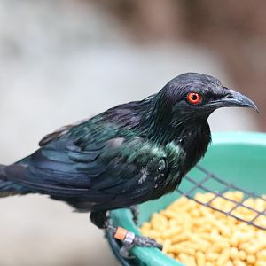 Mcneil Avian Center - ID Needed