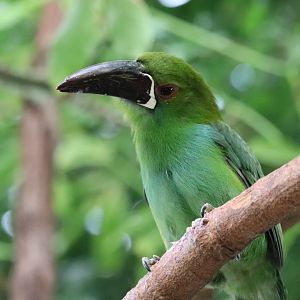 Mcneil Avian Center - ID Needed