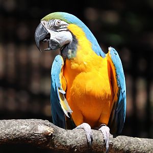 Philadelphia Zoo - Blue And Gold Macaw