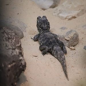 Reptile And Amphibian House - West African Dwarf Crocodile