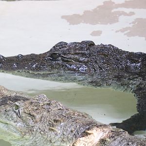 Reptile And Amphibian House - West African crocodiles