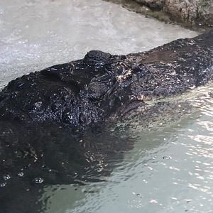 Reptile And Amphibian House - American Alligator