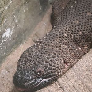 Reptile And Amphibian House - Beaded Lizard