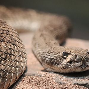 Reptile And Amphibian House - Western Diamondback Rattlesnake