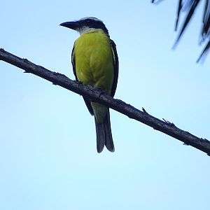 Boat-billed flycatcher