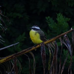 Social flycatcher