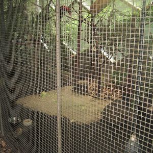 Rostock Zoo - Rainforest Pavilion - Parrot aviary