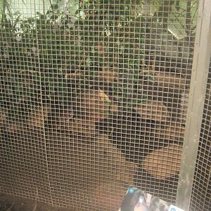 Rostock Zoo - Rainforest Pavilion - Mixed aviary