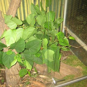 Rostock Zoo - Rainforest Pavilion - Stick insect exhibit