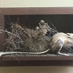 Narrow-faced kangaroo rat (Dipodomys venustus santiluciae)
