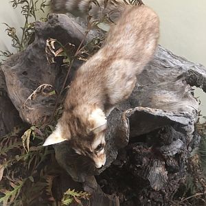 Ringtail (Bassariscus astutus raptor)