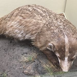 British columbia badger (Taxidea taxus jeffersoni)