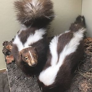 Southern california striped skunk (Mephitis mephitis holzneri)