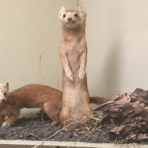 Long tailed weasel (Mustela frenata nigriauris)