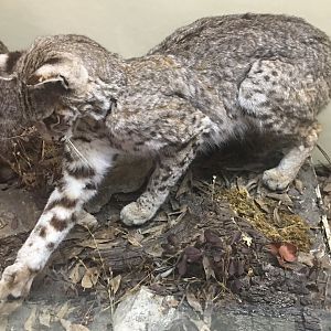 California bobcat (Lynx rufus californicus)