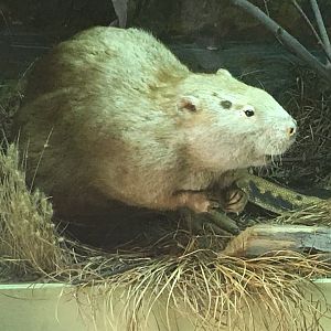 American beaver (Castor canadensis subauratus)