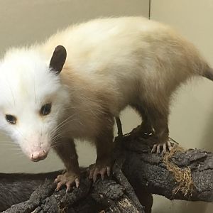 Virginia opossum (Didelphis virginiana virginiana)