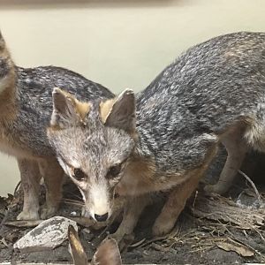 Gray fox (Urocyon cinereoargenteus townsendi)