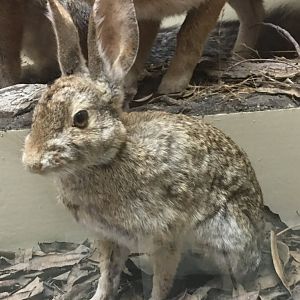 Desert cottontail (Sylvilagus audubonii vallicola)
