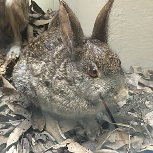 Brush rabbit (Sylvilagus bachmani bachmani)