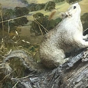California ground squirrel (Otospermophilus beecheyi)