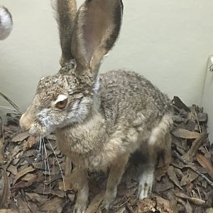 Black tailed jackrabbit (Lepus californicus californicus)