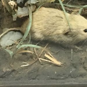 Meadow vole (Microtus pennsylvanicus)
