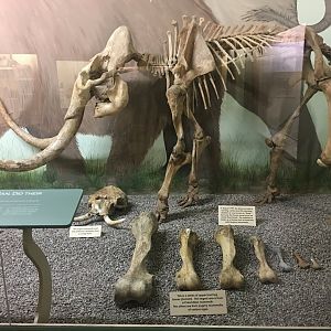 Channel Islands pygmy mammoth (Mammuthus exilis)