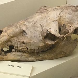 Camelid skull