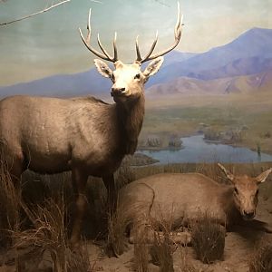 Tule elk (Cervus canadensis nannodes)