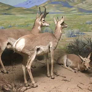 Pronghorn (Antilocapra americana)
