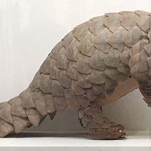 Indian pangolin (Manis crassicaudata)