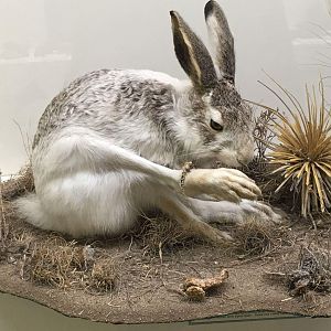 White tailed jackrabbit (Lepus townsendii campanius)
