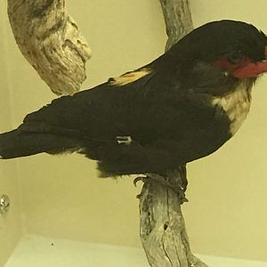 Dusky broadbill (Calyptomena sumatranus)