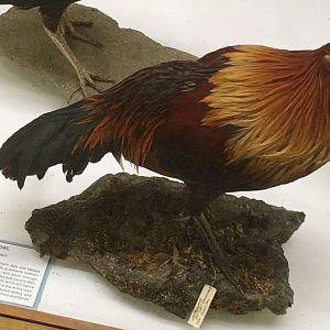 Red junglefowl (Gallus gallus spadiceus)